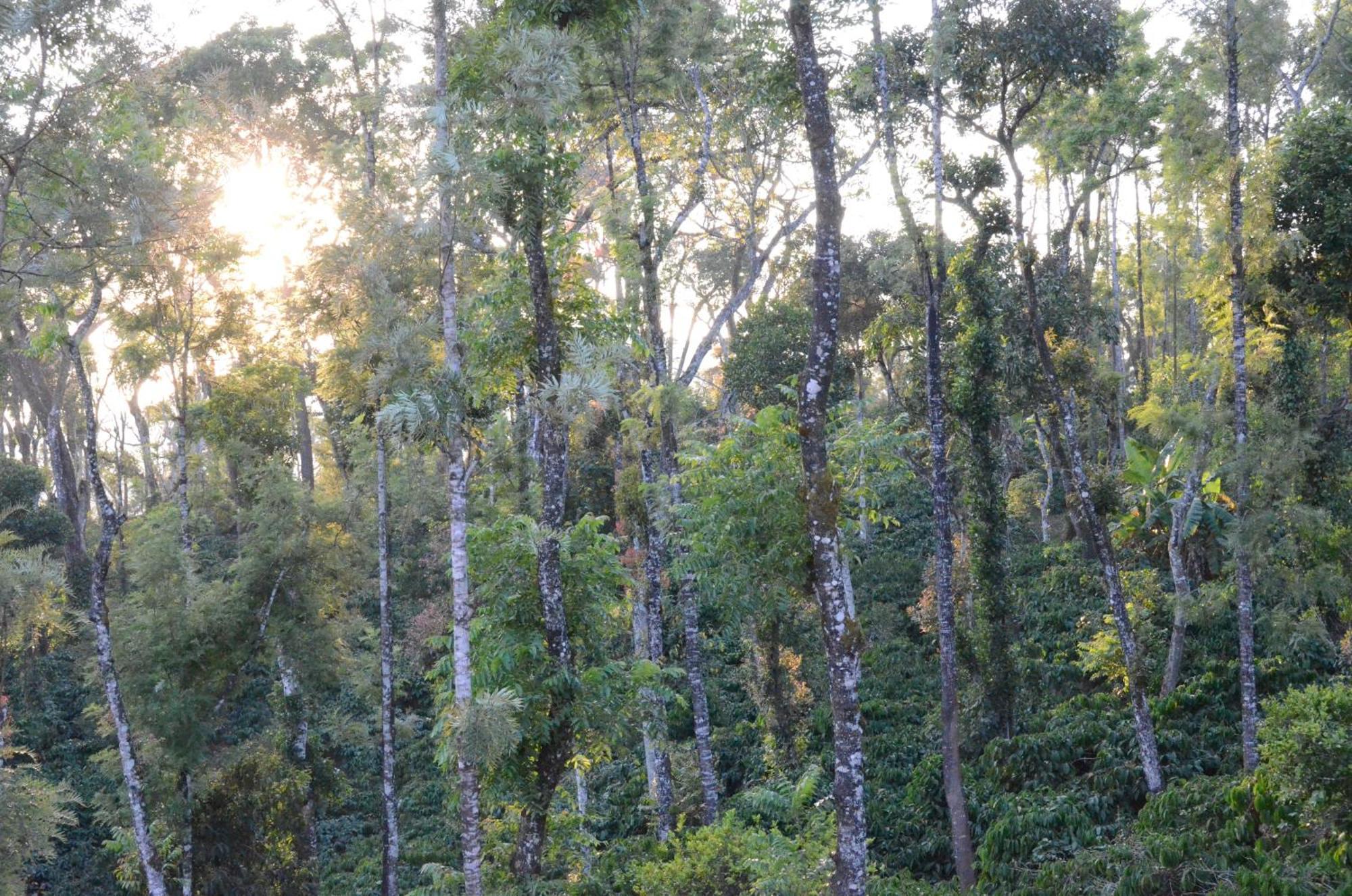 Ibbanicadu Estate Homestay Madikeri Eksteriør bilde